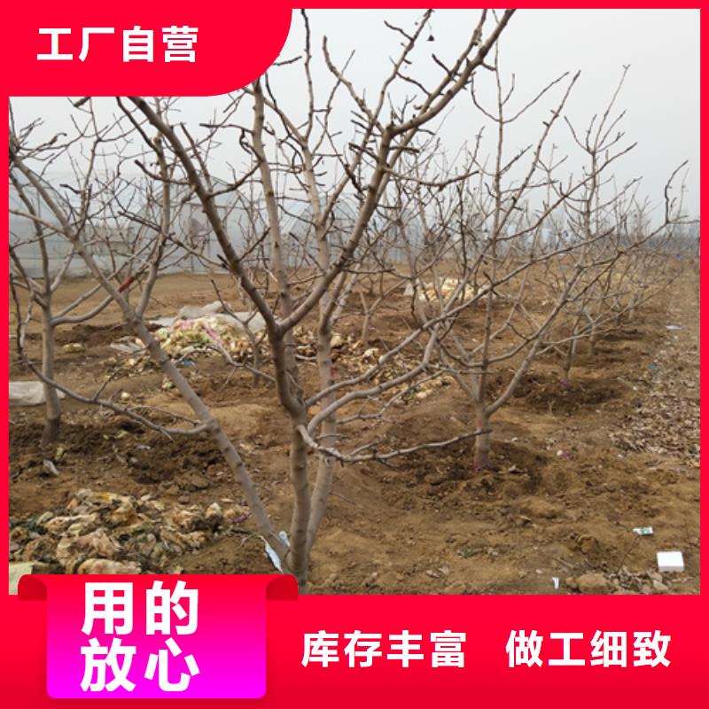 【开心果石榴树苗生产经验丰富】