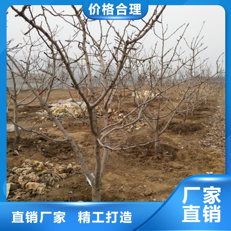 开心果桃树苗专注质量