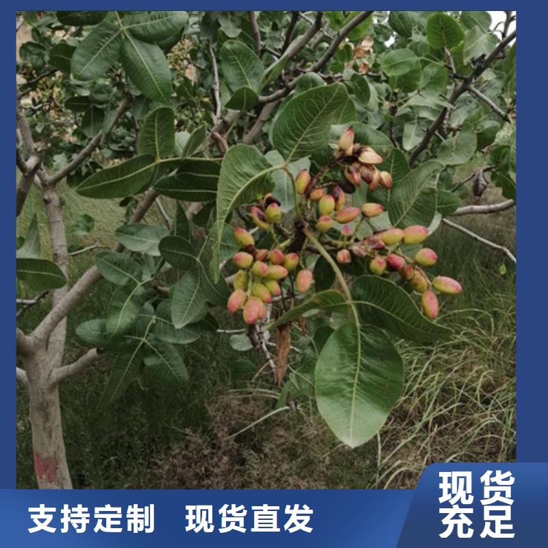 【开心果】猕猴桃苗厂家十分靠谱