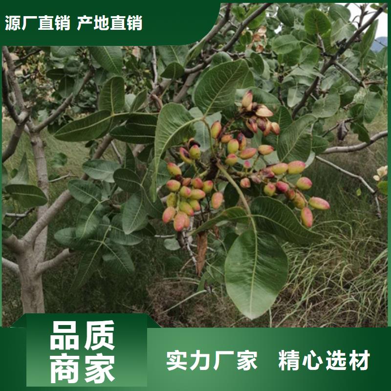 开心果石榴树精心打造