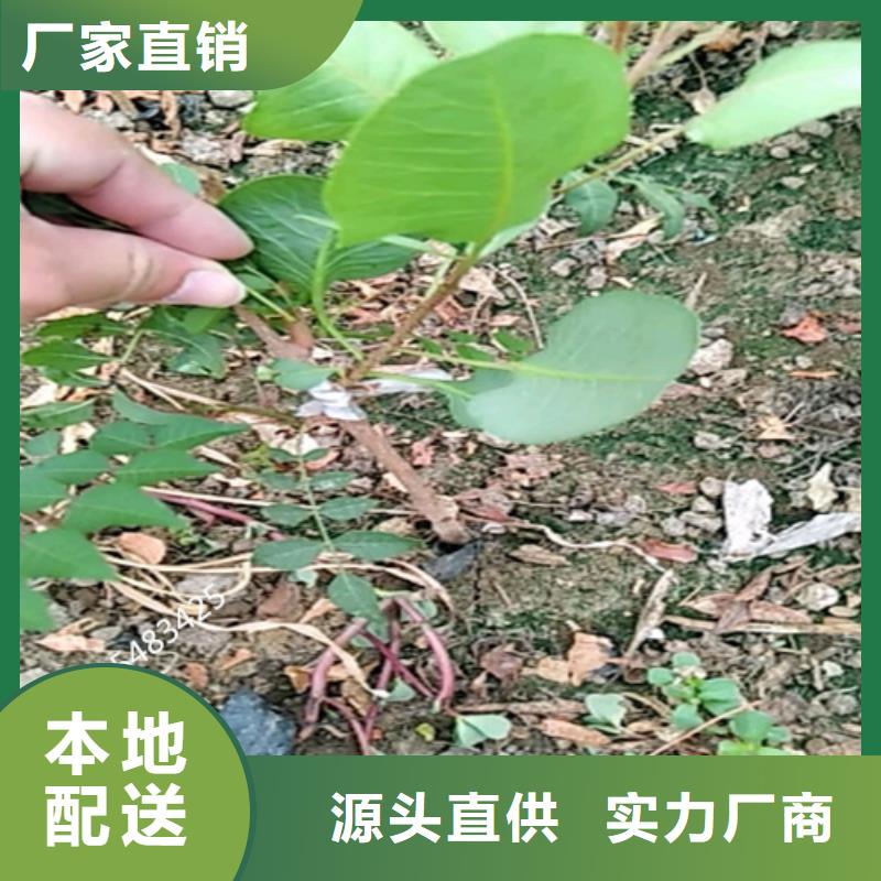 开心果石榴树精心打造