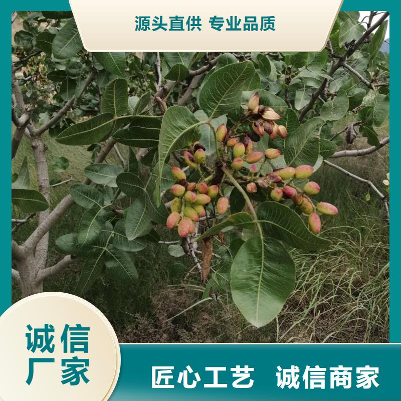 开心果苹果苗高标准高品质