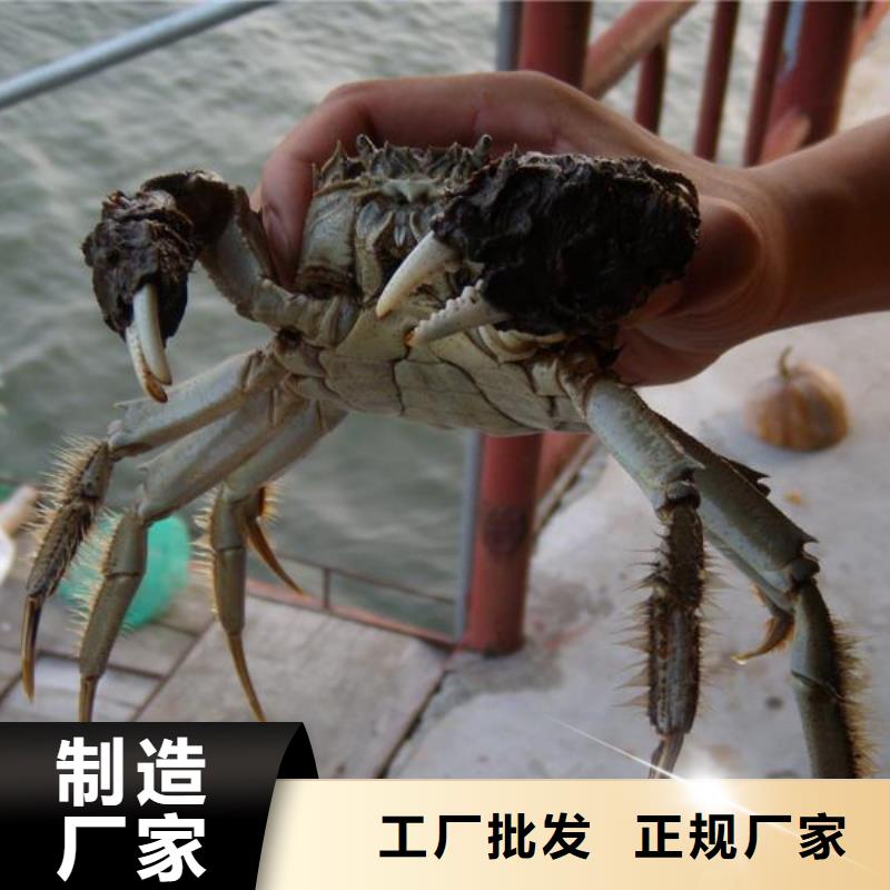 当地(顾记)鲜活螃蟹养殖基地联系方式