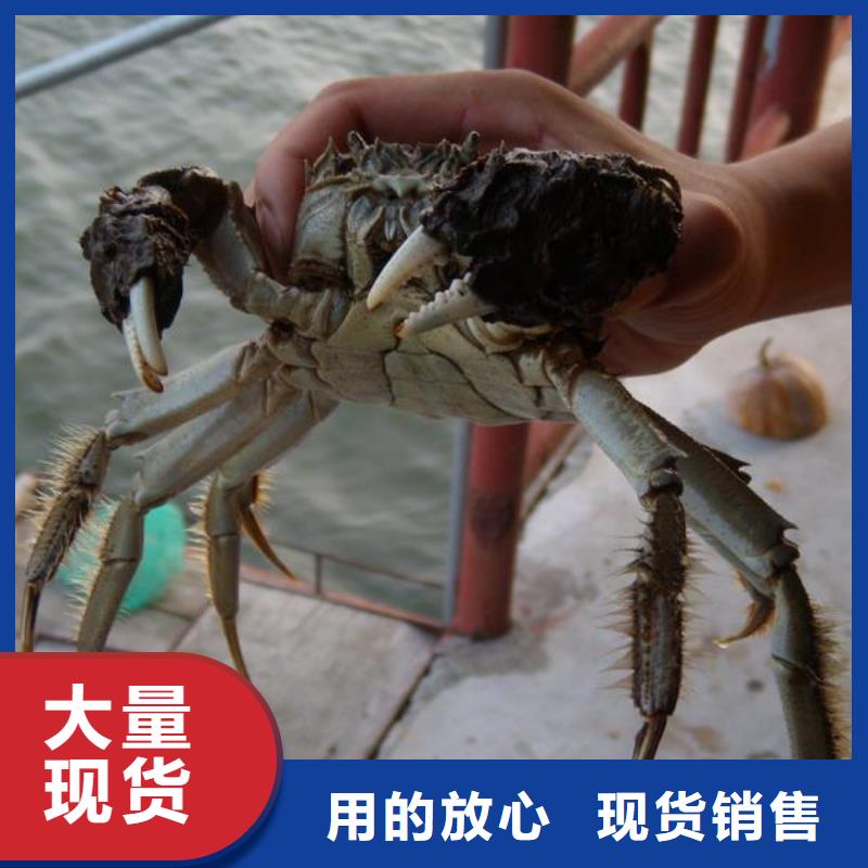 鲜活阳澄湖螃蟹销售