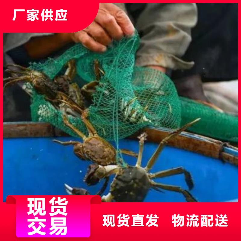 阳澄湖大闸蟹应用范围广