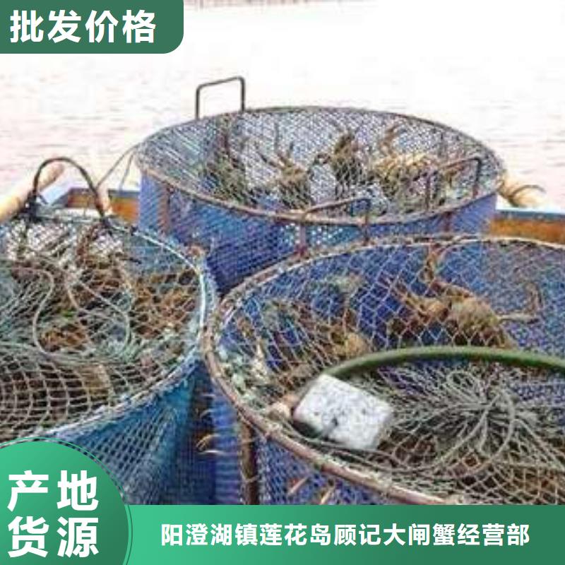 【 螃蟹哪里卖阳澄湖大闸蟹准时交付】|阳澄湖大闸蟹-阳澄湖镇岛顾记大闸蟹经营部(沧州市分公司)