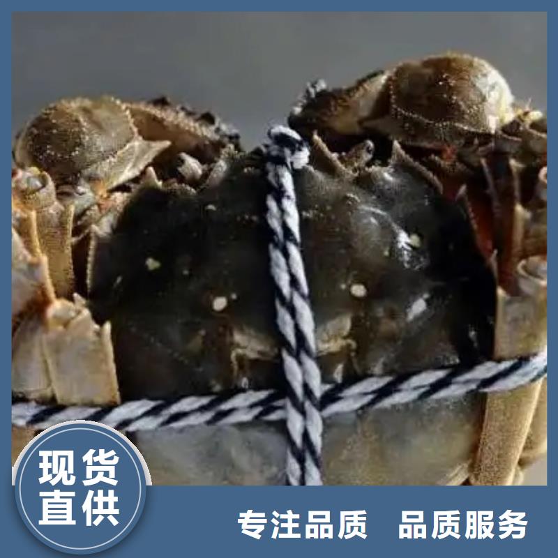 定制阳澄湖大闸蟹