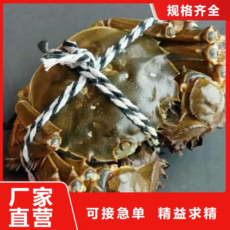 阳澄湖大闸蟹厂家-交货周期短