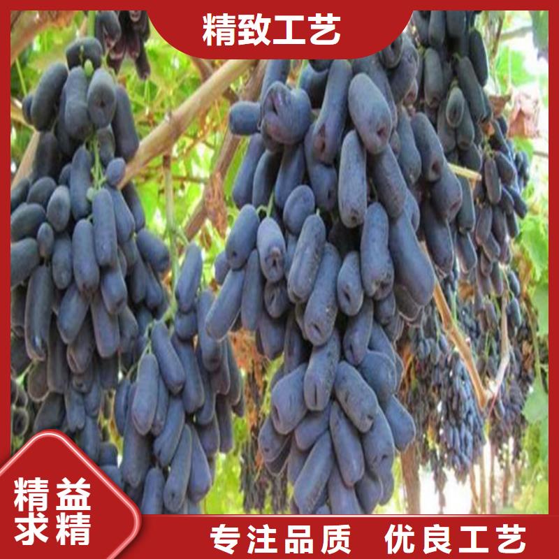 【葡萄苗】_果树苗N年大品牌|临城|临西|承德|张家口|石家庄|保定|衡水|唐山39065.com