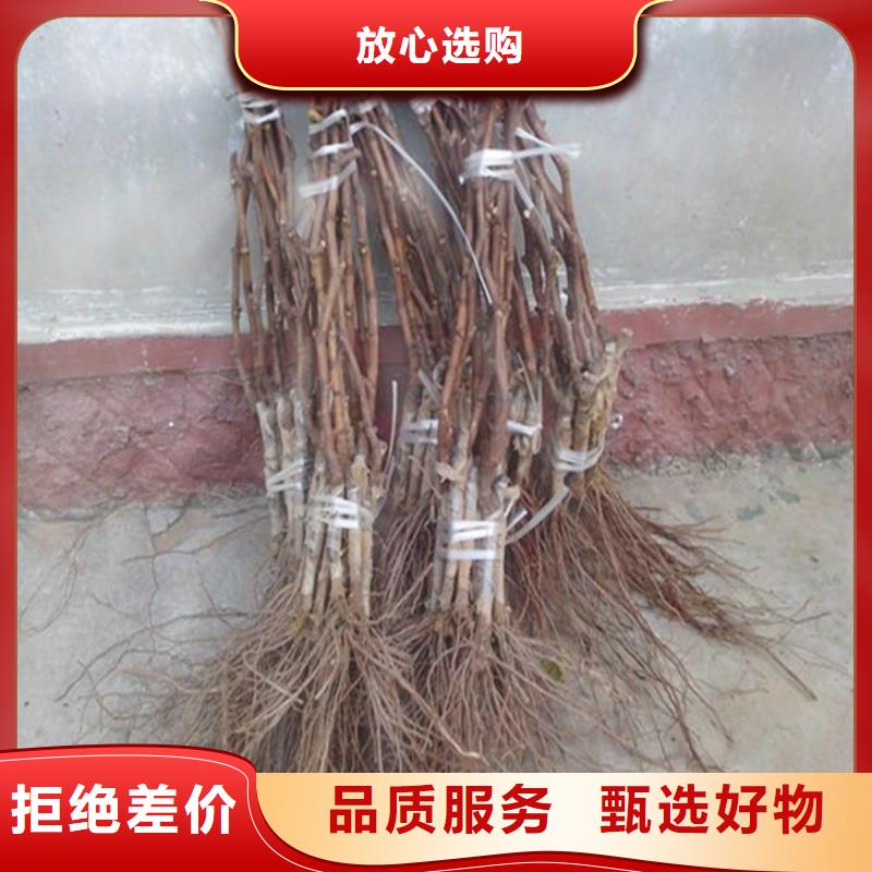 【葡萄苗】_果树苗N年大品牌|临城|临西|承德|张家口|石家庄|保定|衡水|唐山39065.com