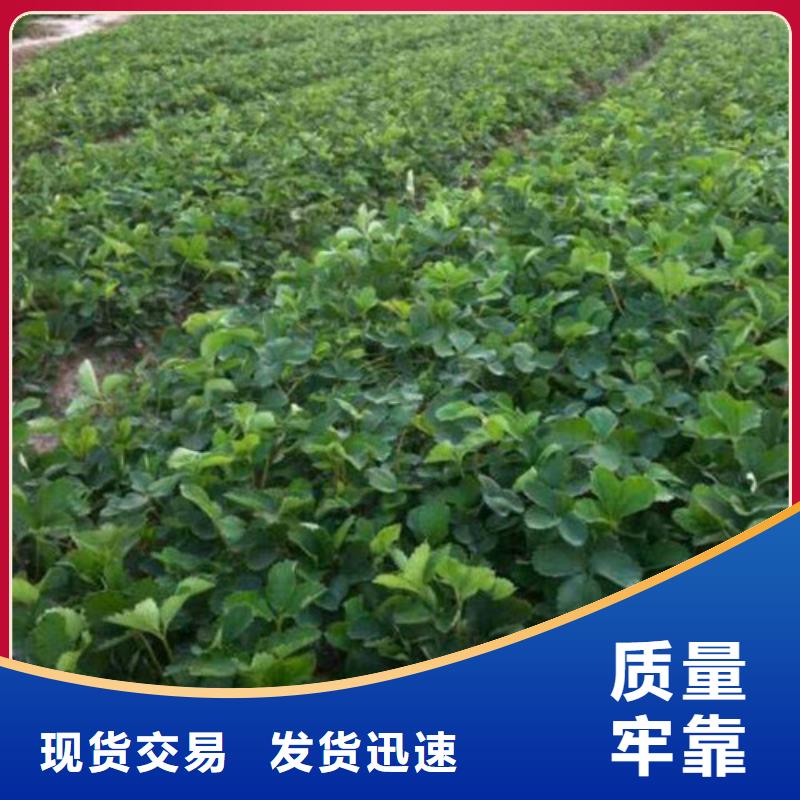 【草莓苗】 葡萄苗规格齐全实力厂家