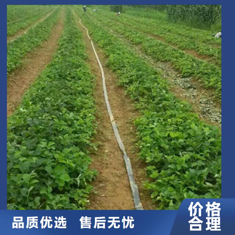 草莓苗红富士苹果树苗产地厂家直销