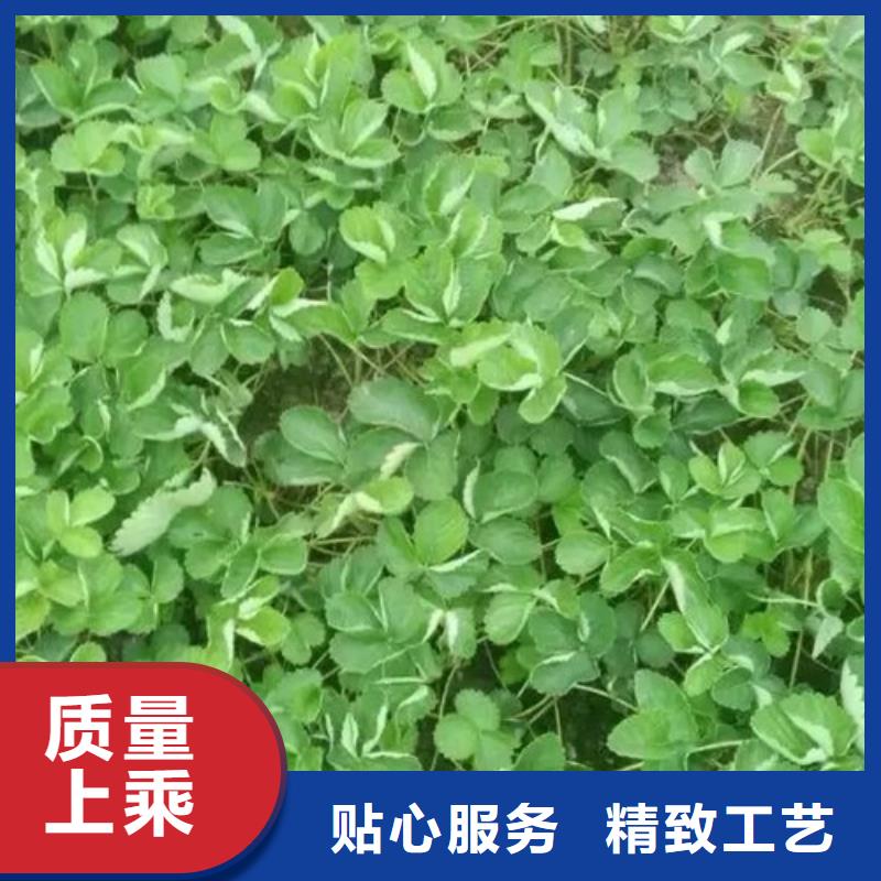 哪里卖白草莓苗，白草莓苗批发价格