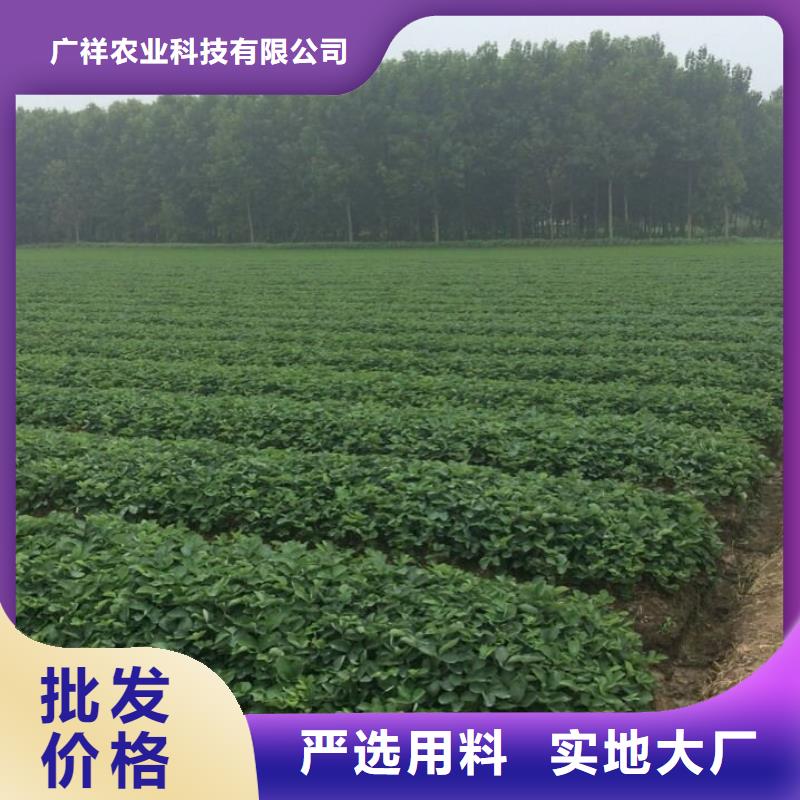 草莓苗,油蟠桃树苗严格把控质量