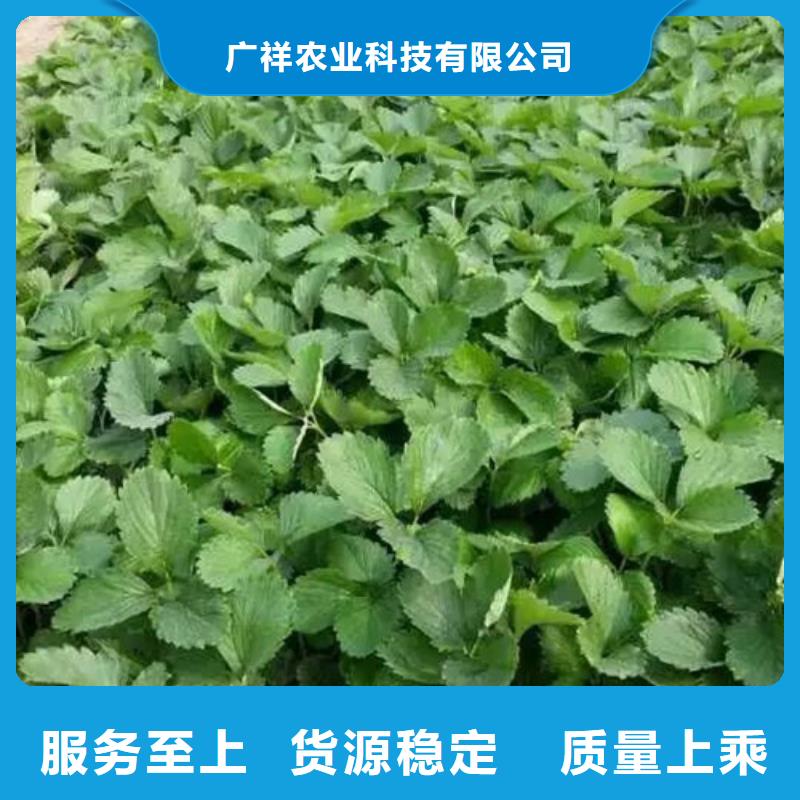 草莓苗青苹果树苗货源直销