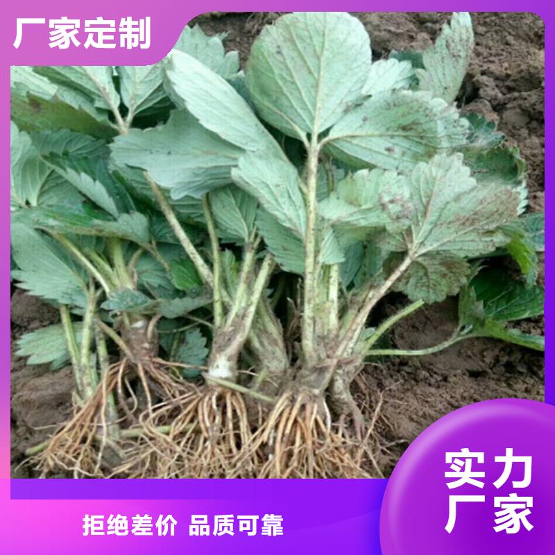 草莓苗-大棚草莓苗多种规格供您选择