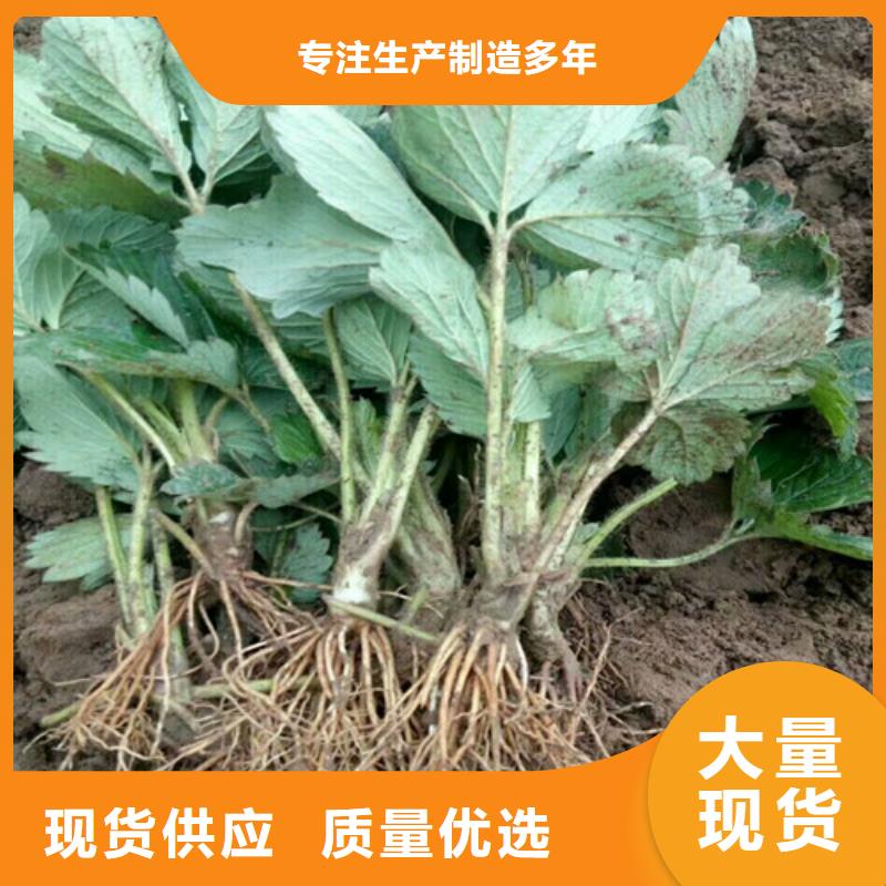 草莓苗-草莓苗价格精选好货