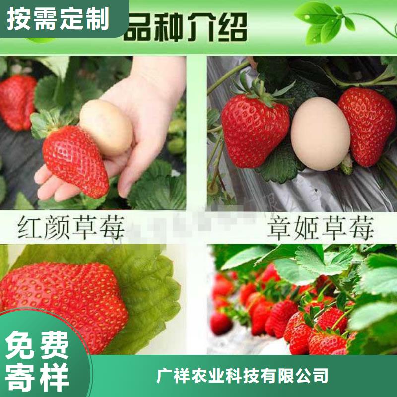 草莓苗-【花椒树苗】不只是质量好-服务范围包括平昌|通江|广安|绵阳|德阳|凉山|乐山|阿坝等