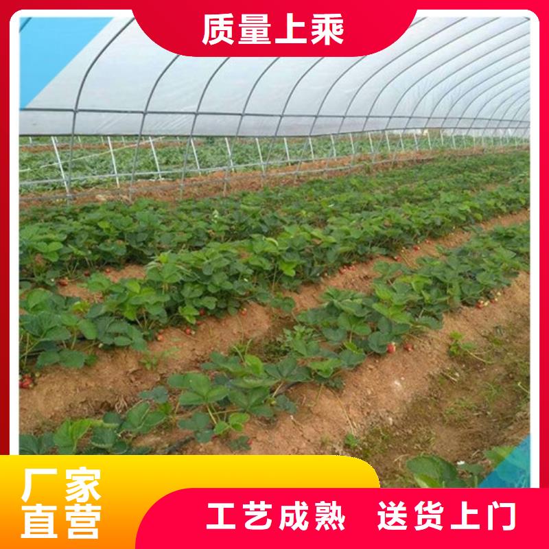 草莓苗桃树苗基地用心制作