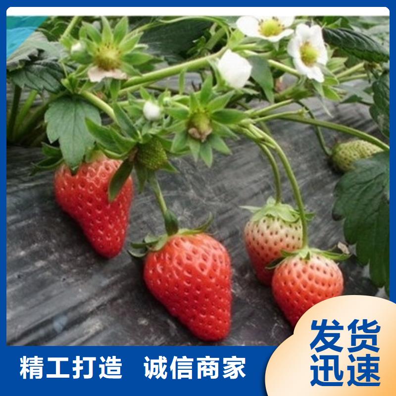 草莓苗吉塞拉6号砧木细节展示