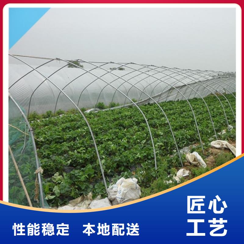 草莓苗樱桃苗一站式服务