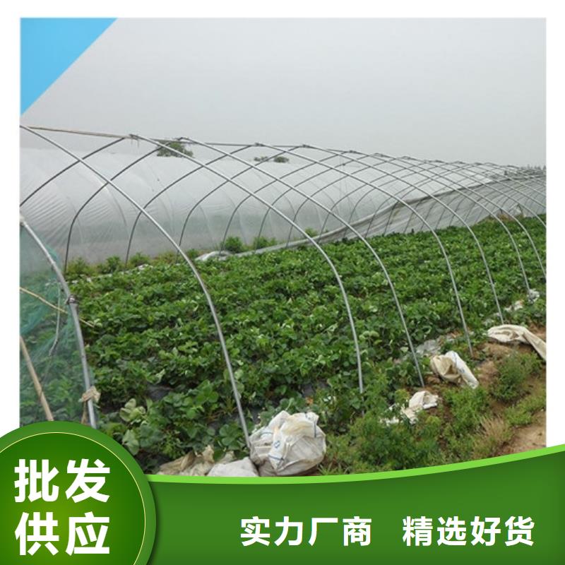 草莓苗葡萄苗研发生产销售