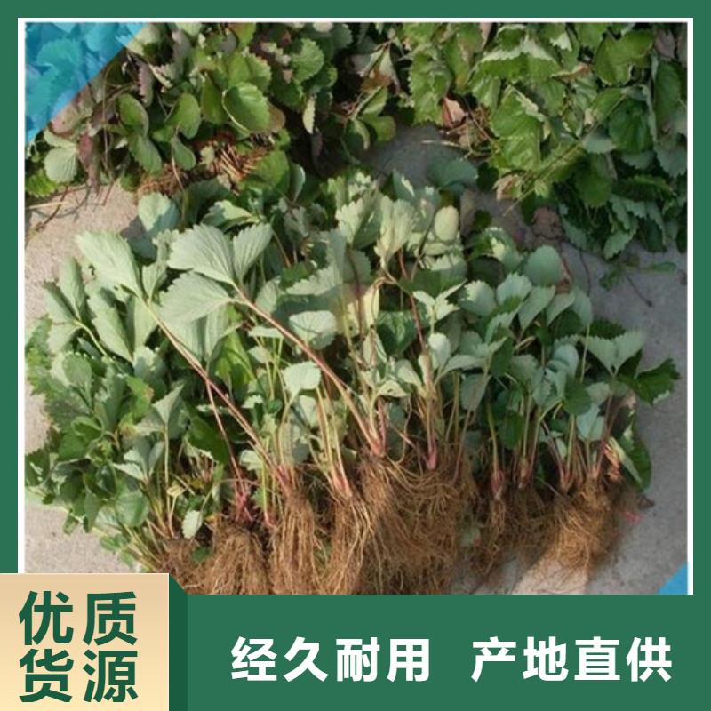 草莓苗果树苗批发基地产地源头好货