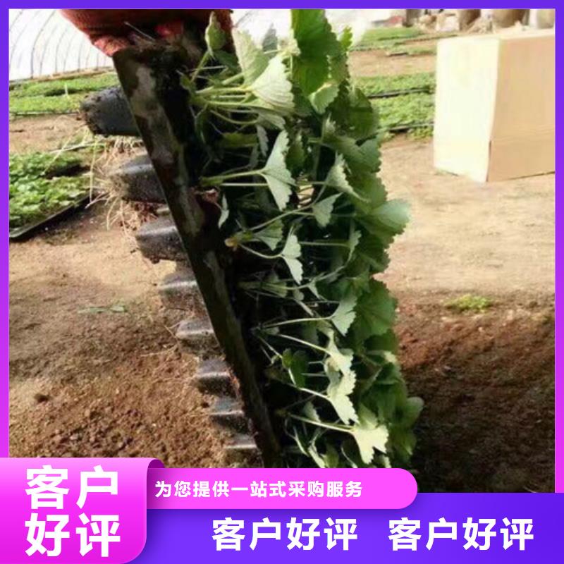 【草莓苗】艾琳娜西梅树苗买的放心安兴用的舒心