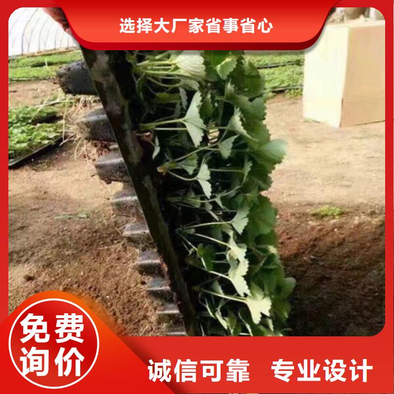 【草莓苗】梨树苗基地质量安心