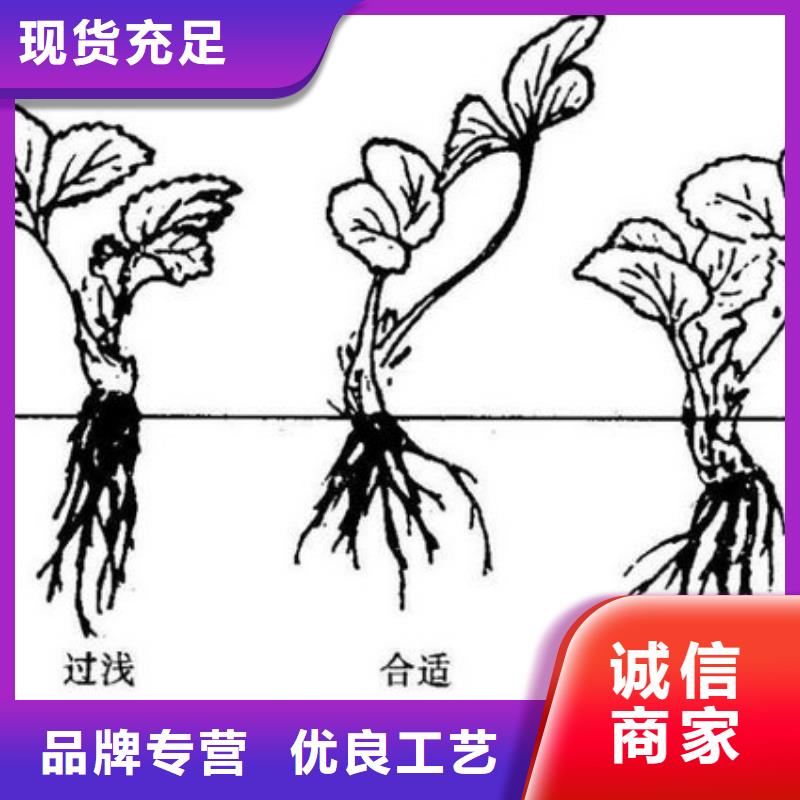 白雪公主草莓苗2025已更新(今天/动态)