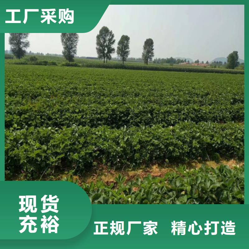 草莓苗_毛蟠桃树苗基地厂家工艺先进