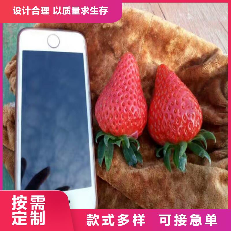 草莓苗_毛蟠桃树苗基地厂家工艺先进