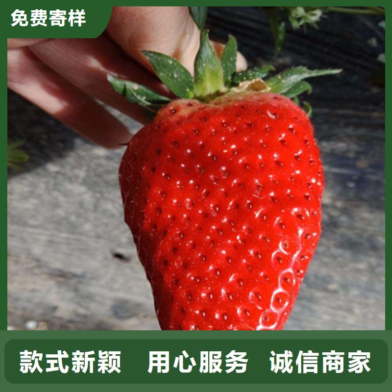 草莓苗,果树苗现货实拍