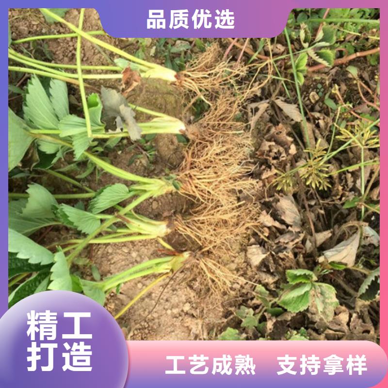 【草莓苗】艾琳娜西梅树苗买的放心安兴用的舒心