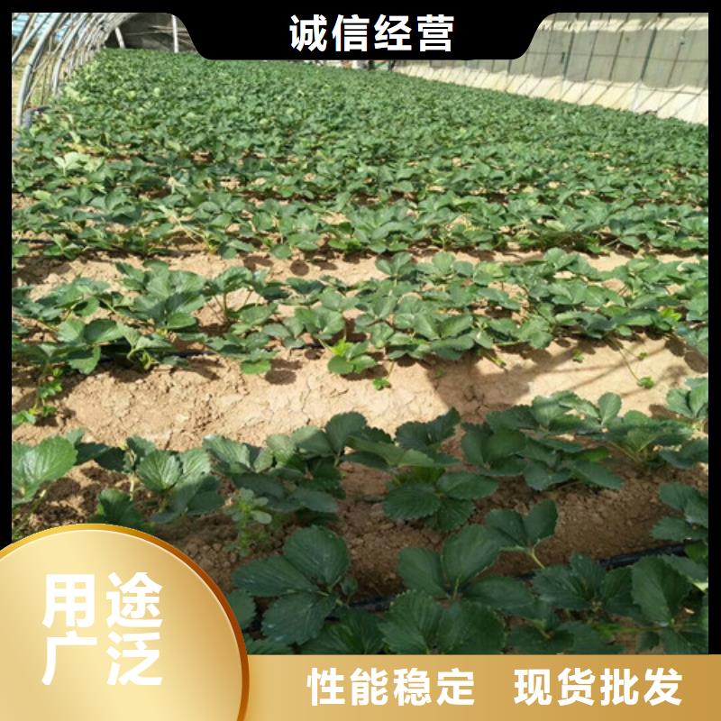 草莓苗-樱桃苗好品质选我们