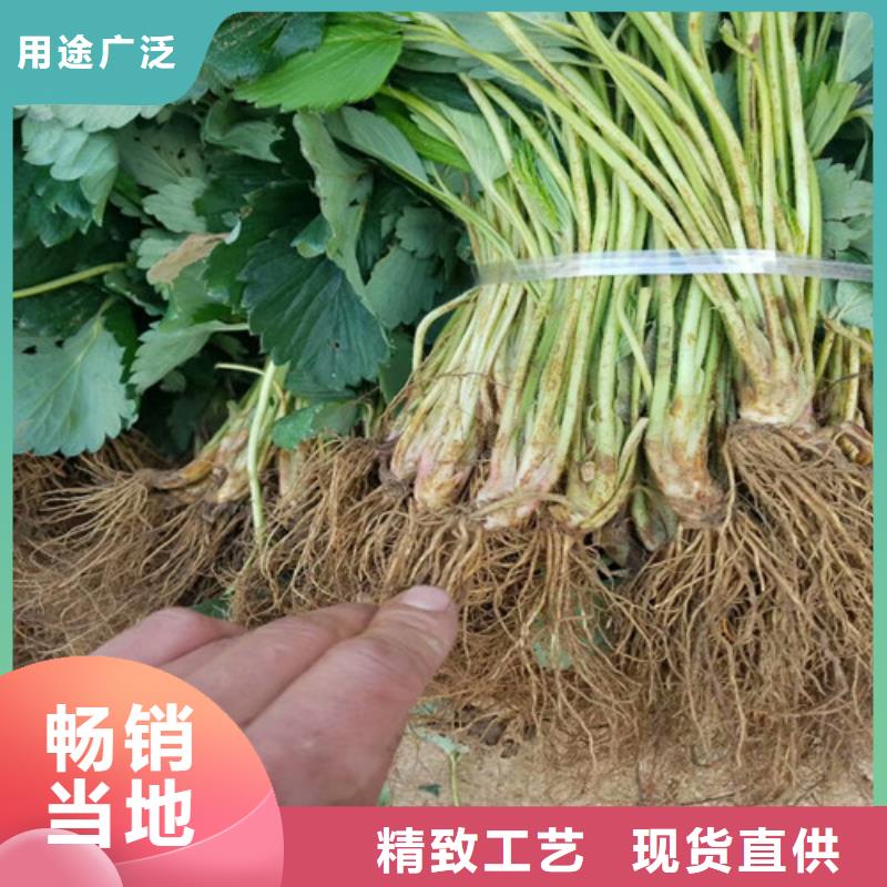 哪里买圣诞红草莓苗，圣诞红草莓苗耐储存品种