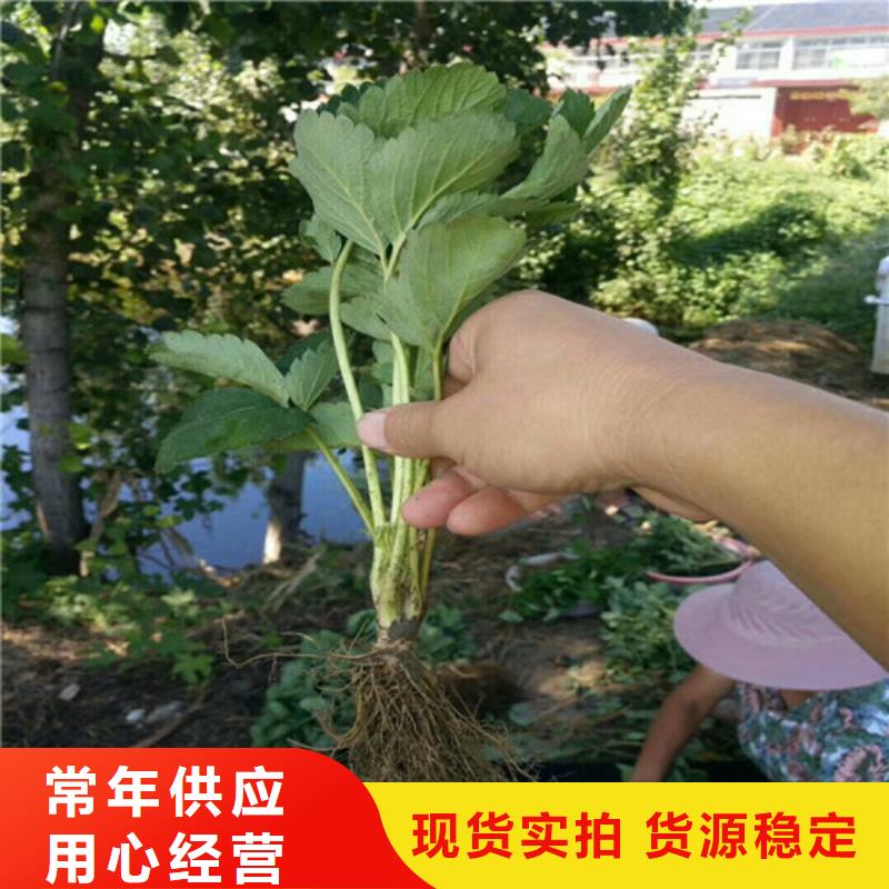 草莓苗桃树苗拒绝中间商