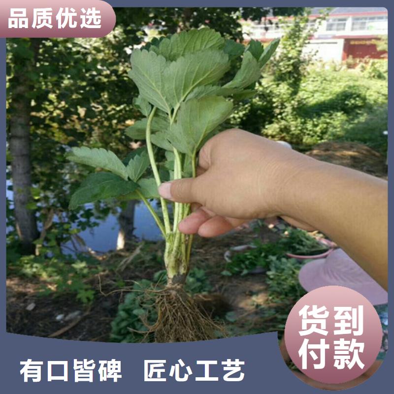 草莓苗-冬桃树苗工厂直营