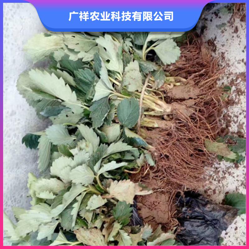 哪里出售妙香草莓苗，妙香草莓苗便宜价格