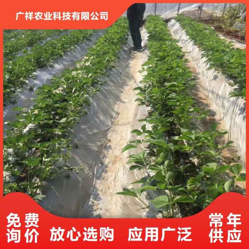 草莓苗_草莓苗价格高质量高信誉