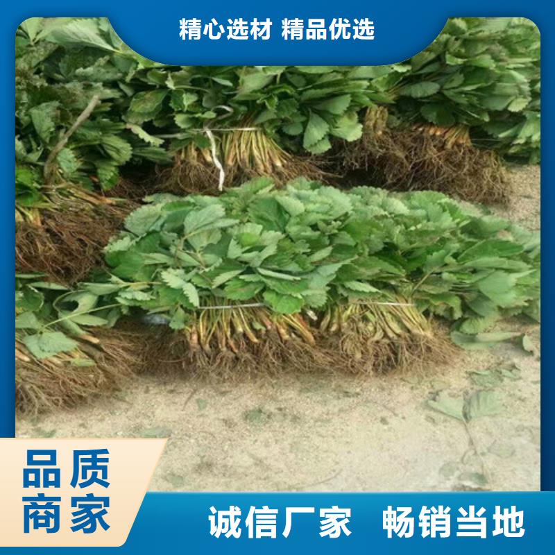 草莓苗毛蟠桃树苗定制批发