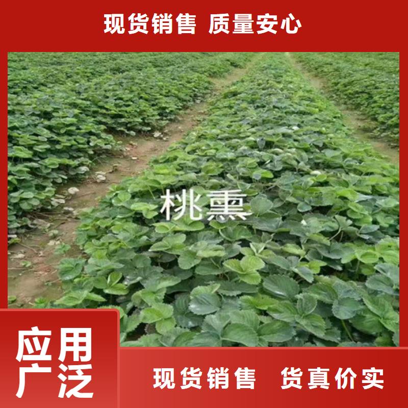 草莓苗-【花椒树苗】不只是质量好-服务范围包括平昌|通江|广安|绵阳|德阳|凉山|乐山|阿坝等