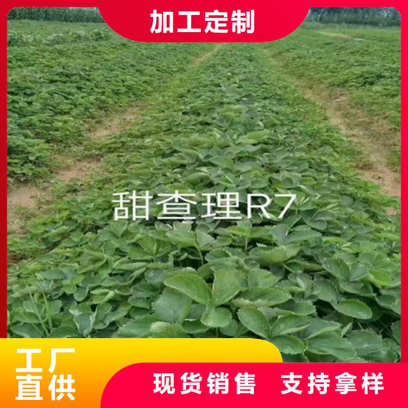 草莓苗_大棚草莓苗品质过硬