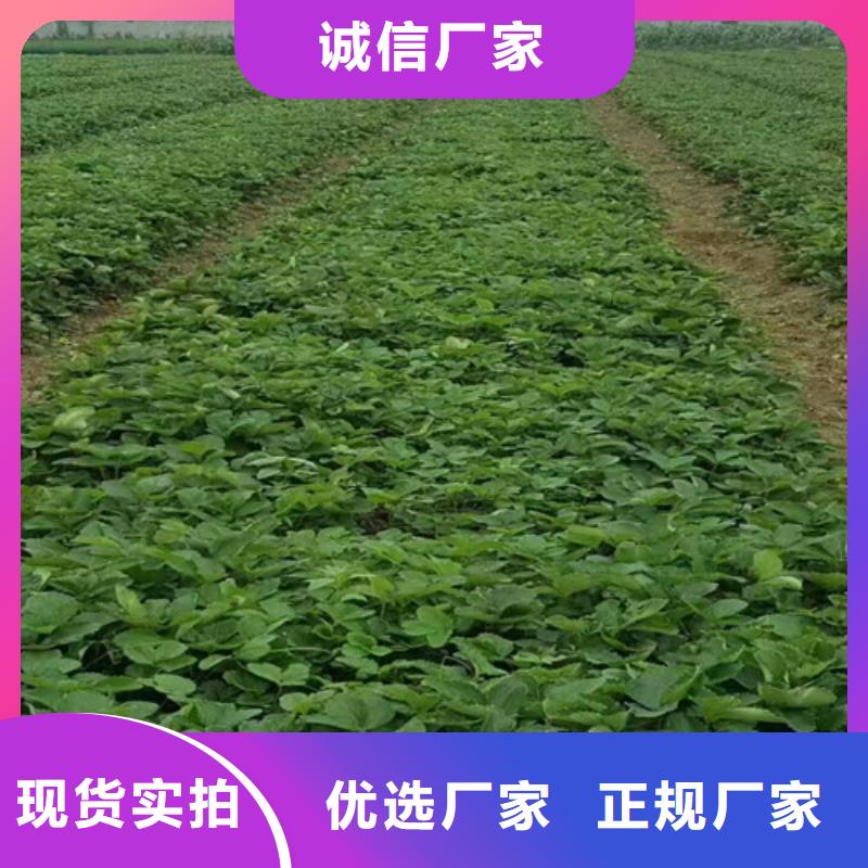 匠心工艺 草莓苗-【花椒树苗】不只是质量好-(云商赢企)