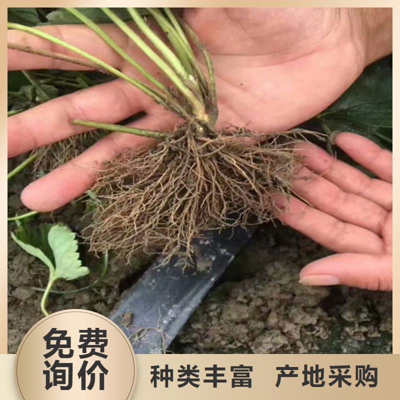 哪里卖白草莓苗，白草莓苗批发价格