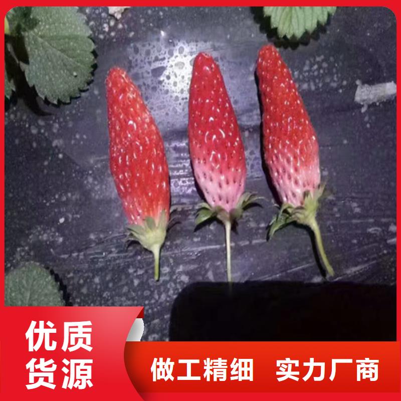 艳丽草莓苗耐储存品种