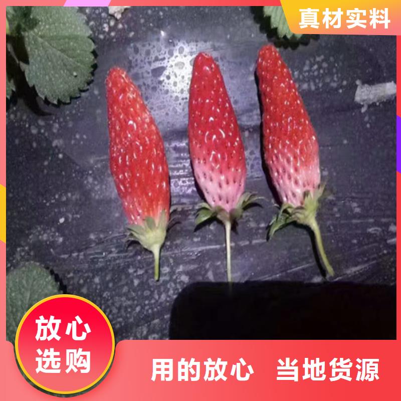 哪里卖白草莓苗，白草莓苗便宜价格