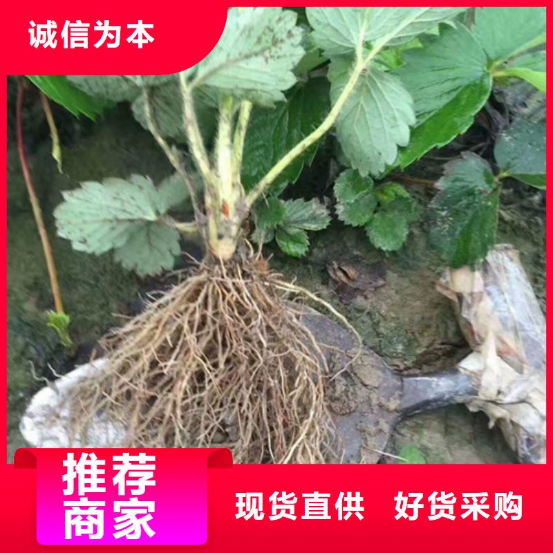 草莓苗梨树苗源头采购