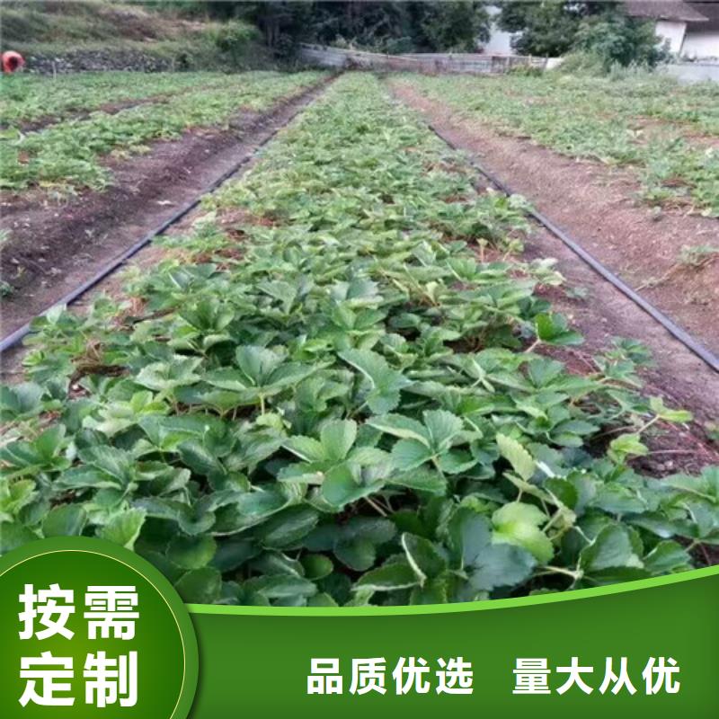 【草莓苗果树苗批发基地自产自销】