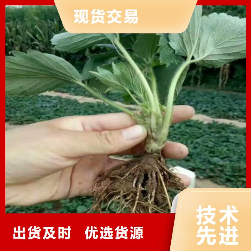 草莓苗香椿树苗多年经验值得信赖